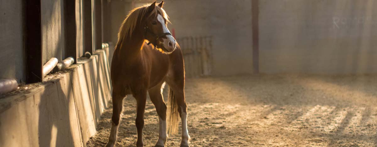 Large Dressage Arena