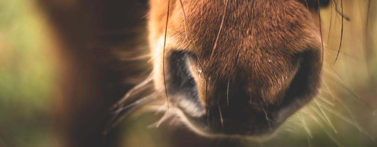 Horse Arena Construction