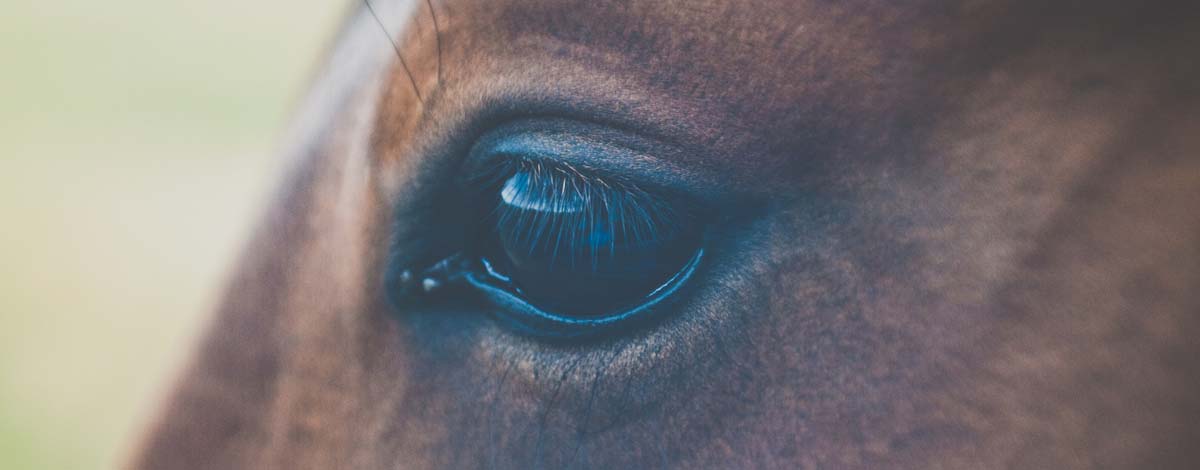 Horse Riding Arena Retainer