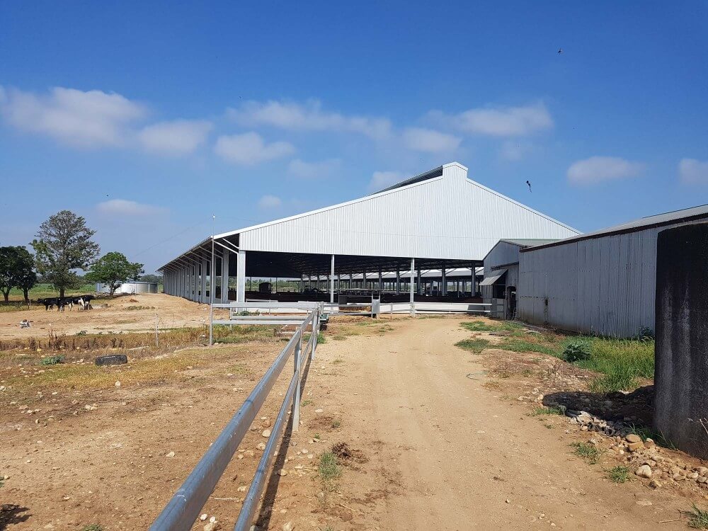 Dairy Loafing Barn, Singleton NSW