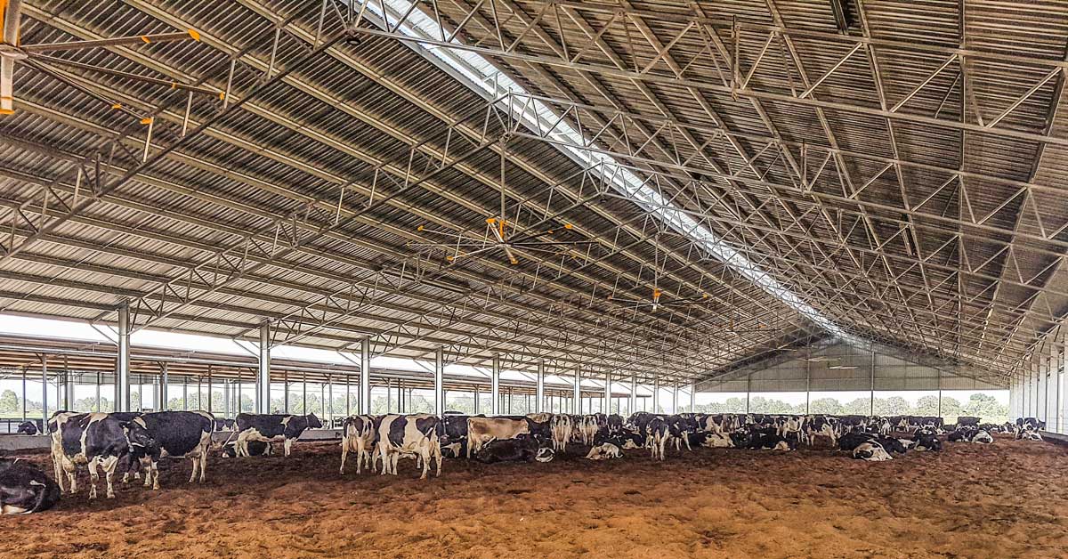 Large dairy loafing shed in Singleton, NSW.