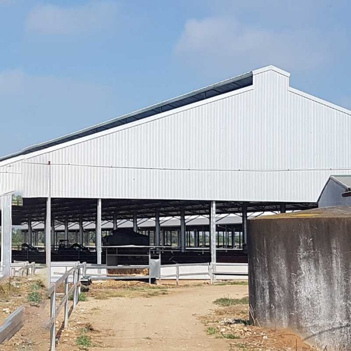 Ridge vent on a dairy loafing barn